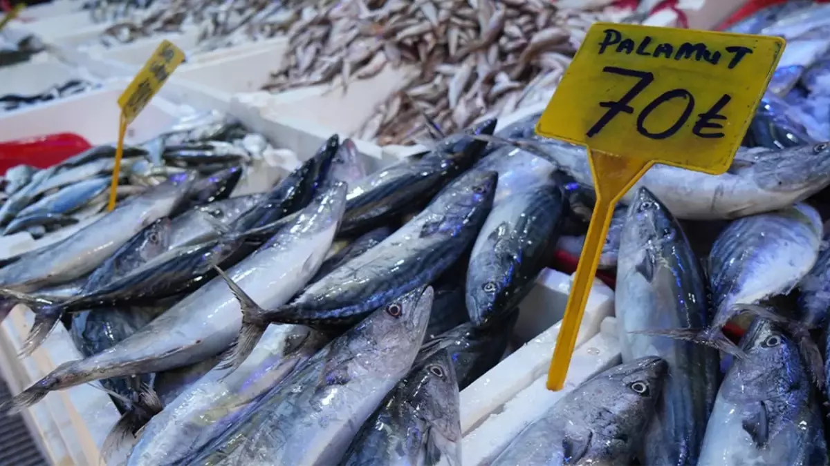 Karadeniz’de palamut bolluğu: Tezgahlar doldu